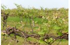 Concord Grapes in Van Buren County, Michigan farmland - LAND AUCTION - 194+/- ACRES OFFERED IN 5 TRACTS IN VAN BUREN COUNTY, MICHIGAN
